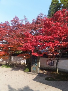 一休寺の紅葉